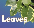 Pebble Plus Plant Parts : Leaves