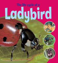 The Life Cycle Of A Ladybird