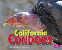 Birds Of Prey : California Condors