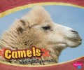 Asian Animals : Camels