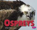 Birds Of Prey : Ospreys