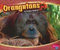 Asian Animals : Orangutans