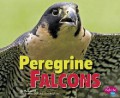 Birds Of Prey : Peregrine Falcons