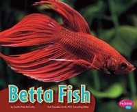 Colorful World Of Animals : Betta Fish