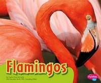 Colorful World Of Animals : Flamingos
