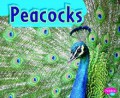 Colorful World Of Animals : Peacocks