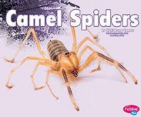 Creepy Crawlers : Camel Spiders