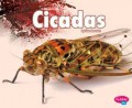 Creepy Crawlers : Cicadas