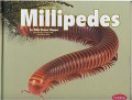 Creepy Crawlers : Millipedes