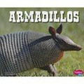 North American Animals : Armadillos