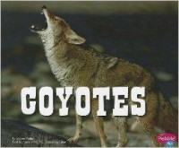 North American Animals : Coyotes