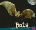 Nocturnal Animals : Bats