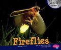 Nocturnal Animals : Fireflies