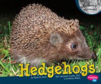 Nocturnal Animals : Hedgehogs