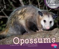 Nocturnal Animals : Opossums