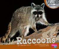 Nocturnal Animals : Raccoons