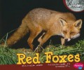 Nocturnal Animals : Red Fox