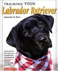 Training Your Labrador Retriever