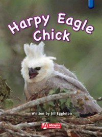 Harpy Eagle Chick (Key Links : Blue)