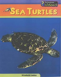 Sea Turtles