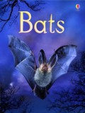 Usborne Beginners : Bats