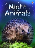 Usborne Beginners : Night Animals