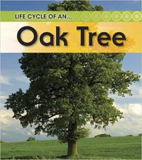 Life Cycle Of An Oak Tree