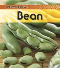 Life Cycle Of A Broad Bean