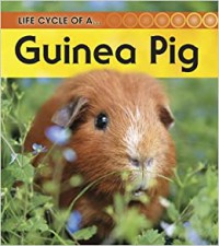 Life Cycle Of A Guinea Pig