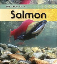 Life Cycle Of A Salmon