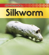 Life Cycle Of A Silkworm