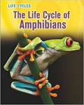 Life Cycles : The Life Cycle Of Amphibians