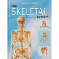 Invisible World : The Skeletal System