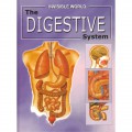 Invisible World : The Digestive System