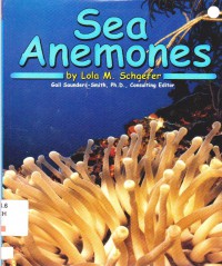 Ocean Life : Sea Anemones