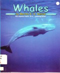 Ocean Life : Whales