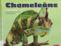 Reptiles : Chameleons