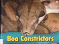 Snakes : Boa Constrictors