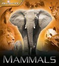 Mammals