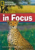 Cheetahs In Focus