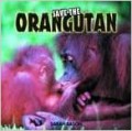 Save The Orangutan