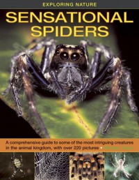 Sensational Spiders