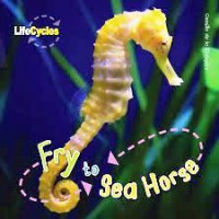 Fry To Sea Horse