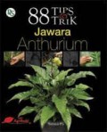 88 Tips Anthurium Jawara