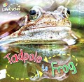 Todpole To Frog (Life Cycle)