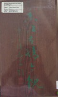 Xiang Jiang Gu Qing Jin Mao -